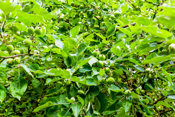 Fototapeta na wymiar Immature green apple fruits in spring orchard