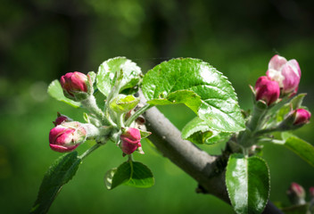 Blooming apple tree at spring. In the countryside.