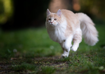 beige fawn maine coon cat running over the lawn in the garden at high speed hunting