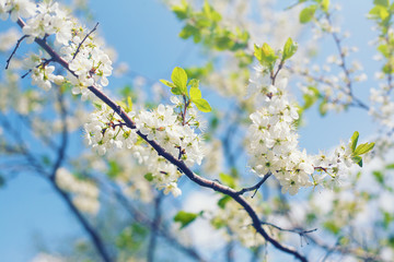 Beautiful branch with flowers of cherry
