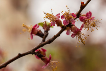 Apricot inflorescences, fruit ovary. Spring changes in plant life. After the rain.