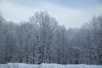 Birch grove in the winter in the snow. White trees. Trees in the snow. Snow picture. Winter landscape grove of white trees and snow.