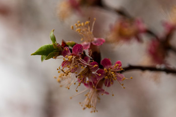 Apricot inflorescences, fruit ovary. Spring changes in plant life. After the rain.