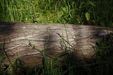 Obraz premium Tree detail with shadow and grass.
