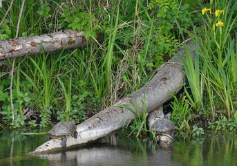 Schmuckschildkröten