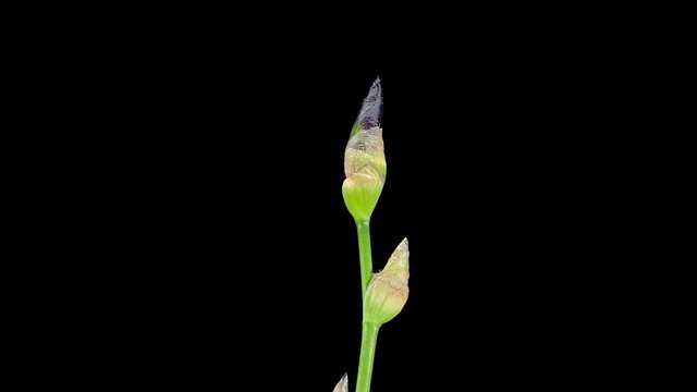 4K. Blooming maroon Iris flower buds ALPHA matte, Ultra HD. (Iris), timelapse, 4096x2304.