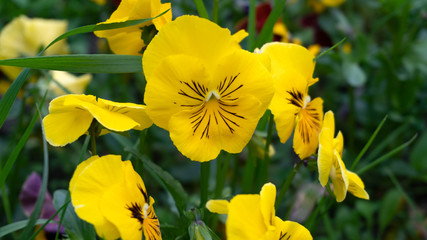 Pansies flower colorful plant garden flora