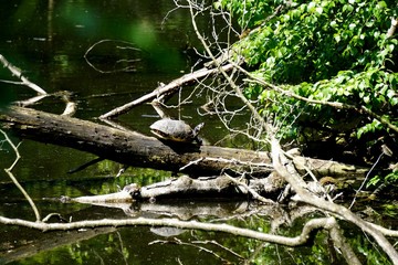 Wasserschildkr&ouml;te
