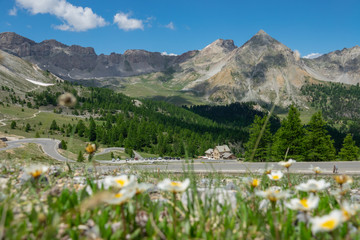 CLOSE UP: Daisies growing next to a scenic asphalt road in the sunny Alps.