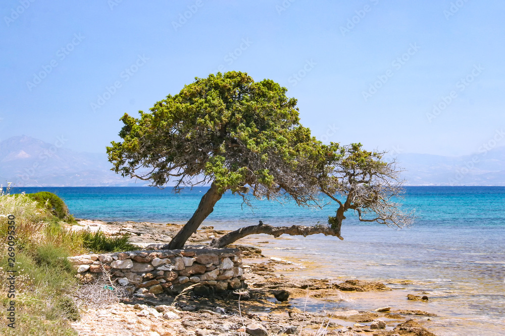 Wall mural Two trees leaning towards the sea