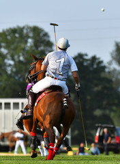 Horse polor rider chasing the ball in the air. View from the back.