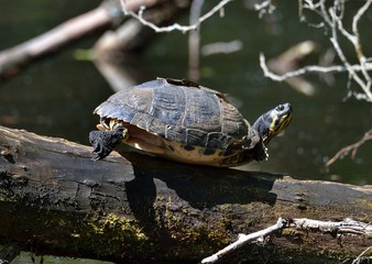 Sonnenbad einer Schildkr&ouml;te 