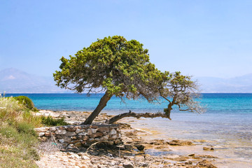 Fototapeta na wymiar Two trees leaning towards the sea