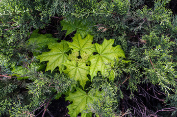 Fototapeta premium Coniferous and deciduous plant. Mix. Mixed objects. Different plants.