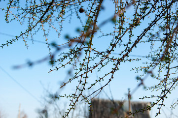 The first young fresh spring shoots of larch - the only coniferous tree, which throws needles for the winter