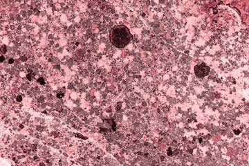 Vintage pink background. Rough painted wall of fiesta color. Imperfect plane of rosy colored. Uneven old decorative toned backdrop of rouge tint. Texture of pink hue. Ornamental stony surface.