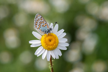 Lycaenidae / Anadolu Gelinciği / Anatolian Vernal Copper / Tomares nogelii