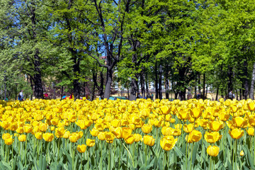 Yellow tulips in the Park
