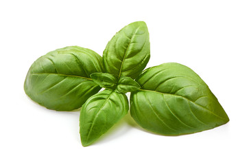 Fototapeta premium Fresh organic basil leaves, close-up, isolated on white background