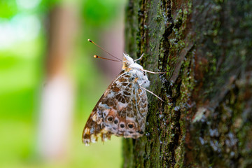 Butterfly on tree