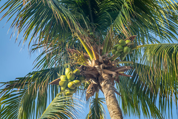 Obraz premium Looking up at a coconut palm tree on the island of Barbados, with a blue sky behind