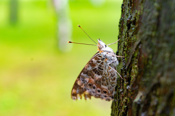 Butterfly on tree