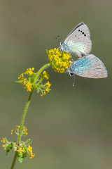 Lycaenidae / Karagözmavisi / / Glaucopsyche alexis
