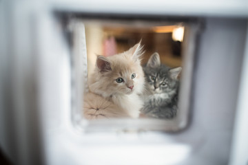 two maine coon kittens standing behind cat flap looking out