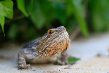 bearded dragon close up