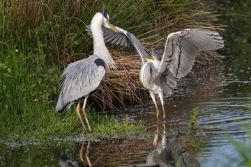 Graureiher im Wasser 16