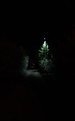 spruce in the night park, illuminated by a lantern