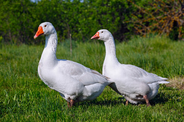 The domestic goose in the pasture eats fresh grass.