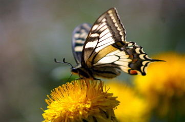 Motyl