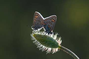 Lycaenidae / Anadolu Gelinciği / Anatolian Vernal Copper / Tomares nogelii