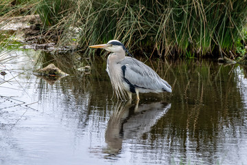 Fototapeta premium Grey heron (ardea cinerea) standing in river water with reflection