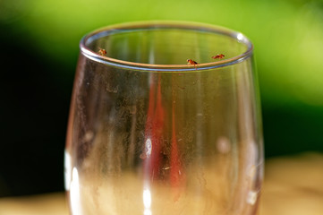 Fruit fly party time, fruit flies gather on top of a left over red wine glass