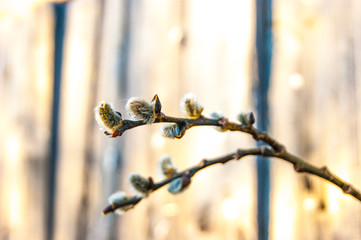 The first young fresh spring fluffy buds of willow, like bunnies sitting on a tree branch