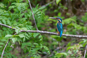 Kingfisher in a closeup