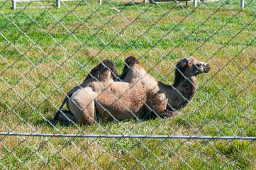 Camel in the cage in the Zoo. Laying on the grass at summer.