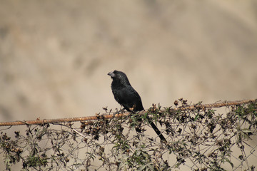 Ave negra en una rama