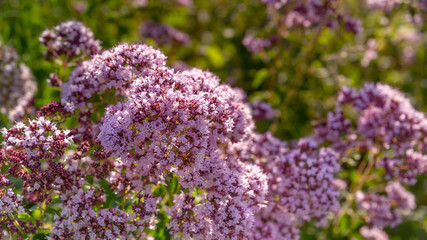 Delicate purple flowers oregano in the garden, close-up, selective focus. Inflorescences of beautiful lilac flowers. The plant is used in folk medicine. Horizontal outdoor photography. selective focus