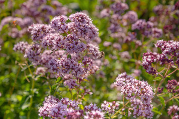 Delicate purple flowers oregano in the garden, close-up, selective focus. Inflorescences of beautiful lilac flowers. The plant is used in folk medicine. Horizontal outdoor photography. selective focus