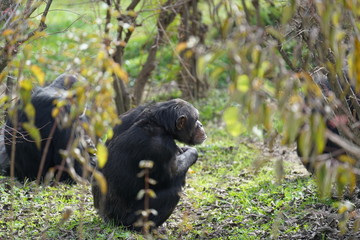 chimpanzee searching