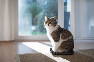 tabby british shorthair cat sitting on a sisal carpet inf ront of illuminated window in the living room