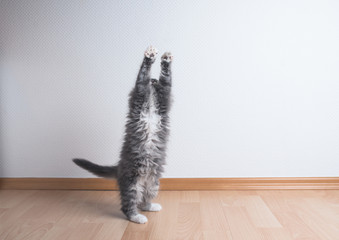 blue tabby maine coon kitten stretching and  raising the paws up in the air in front of a white wall