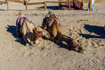 Camels in arabian desert not far from the Hurghada city, Egypt