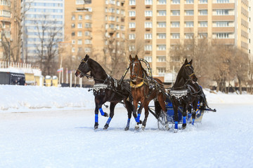 Russian Troika in winter at the racetrack