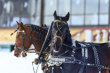 Russian Troika in winter at the racetrack