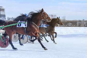 Fototapeta na wymiar races in winter at the racetrack, horse racing jockey