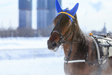 Obraz premium portrait of a horse in winter, the nose is steam, blue cap on the ears